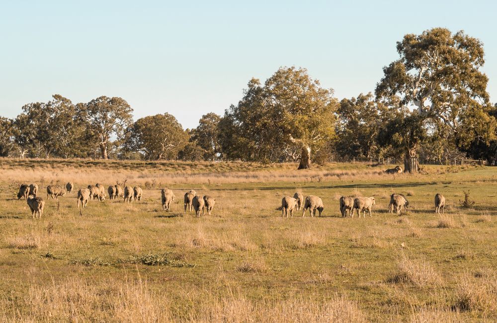Herd Of Sheep Grazing In A Dry Grassy Savanna — Southern Protein Systems in Glenquarry, NSW