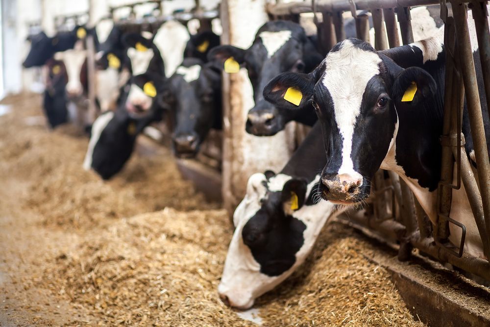 Cows Feeding In A Barn, With Black and White Calves Lying On Straw — Southern Protein Systems in Glenquarry, NSW