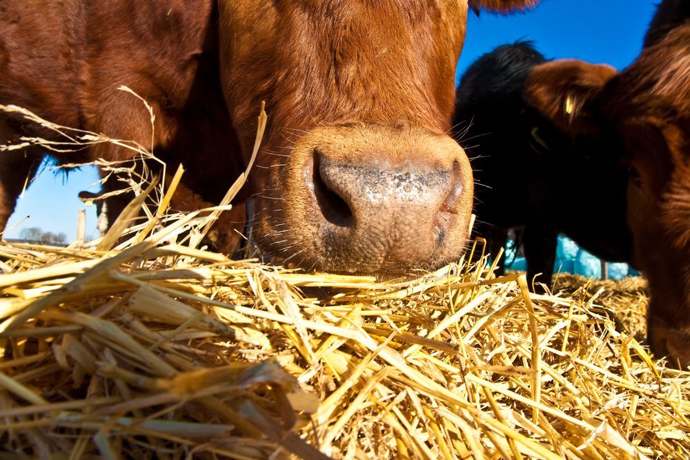 Cows Eating Hay In A Barn, Lined Up At A Feeding — Southern Protein Systems in Glenquarry, NSW