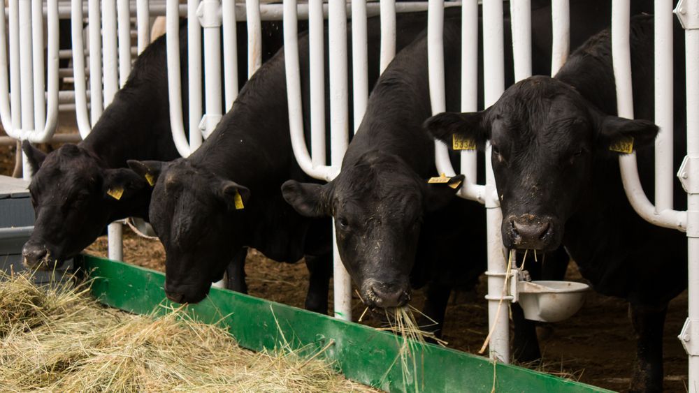 Four Black Cows Eating Hay In A Barn With White Feeding Stalls — Southern Protein Systems in Glenquarry, NSW
