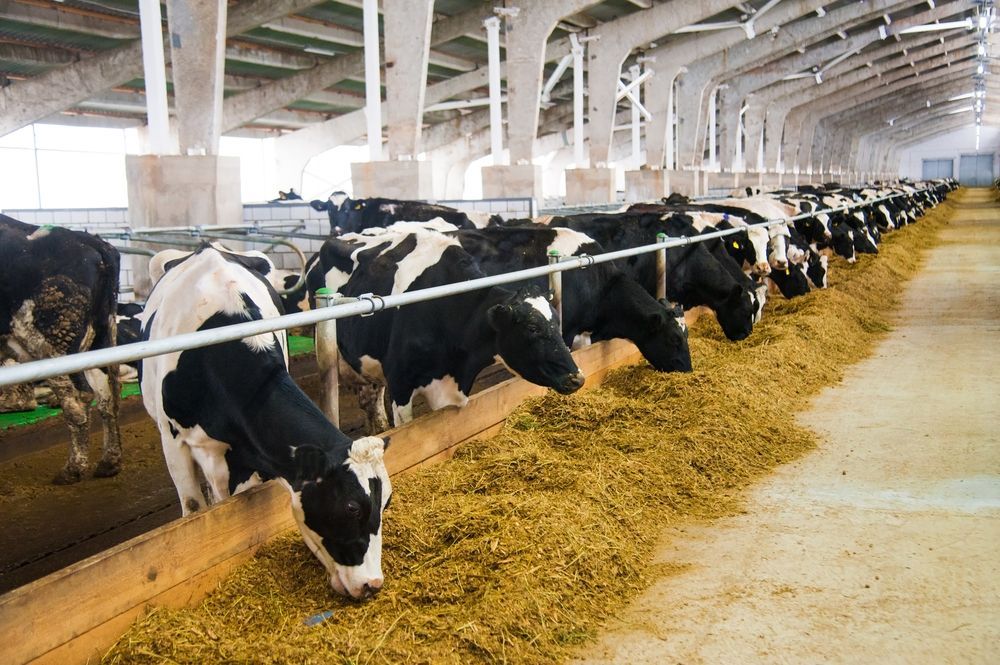 Cows Eating Hay In A Barn With Rows Of Stalls And Concrete Pillars — Southern Protein Systems in Glenquarry, NSW