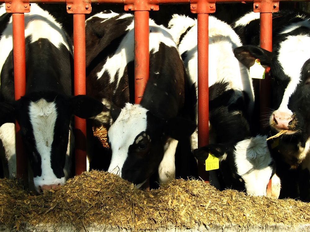 Cows Feeding On Hay Behind Orange Metal Bars — Southern Protein Systems in Glenquarry, NSW