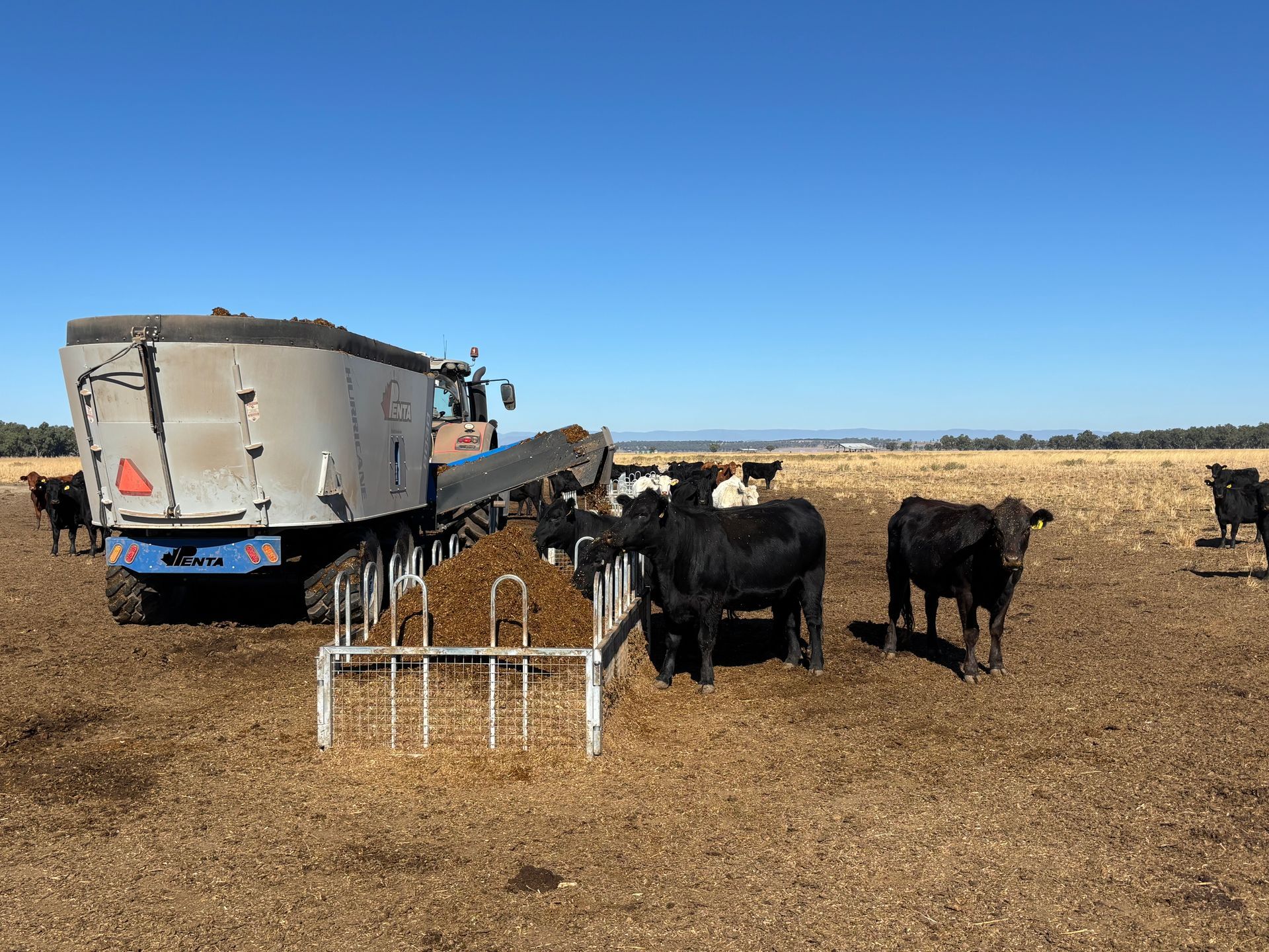 Cows Eating Hay In A Barn, Lined Up At A Feeding — Southern Protein Systems in Glenquarry, NSW