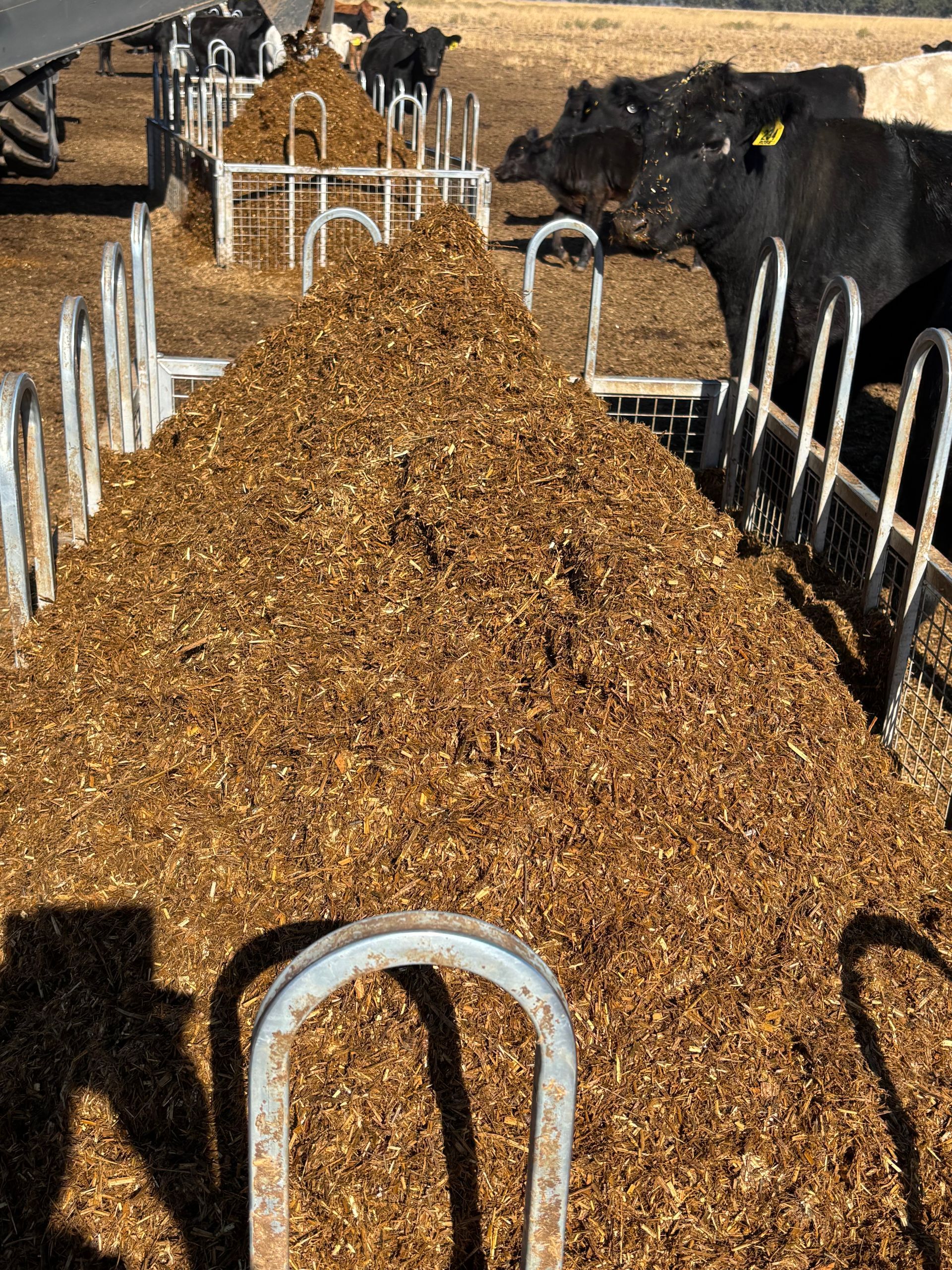 Cows Eating Hay In A Barn, Lined Up At A Feeding — Southern Protein Systems in Glenquarry, NSW