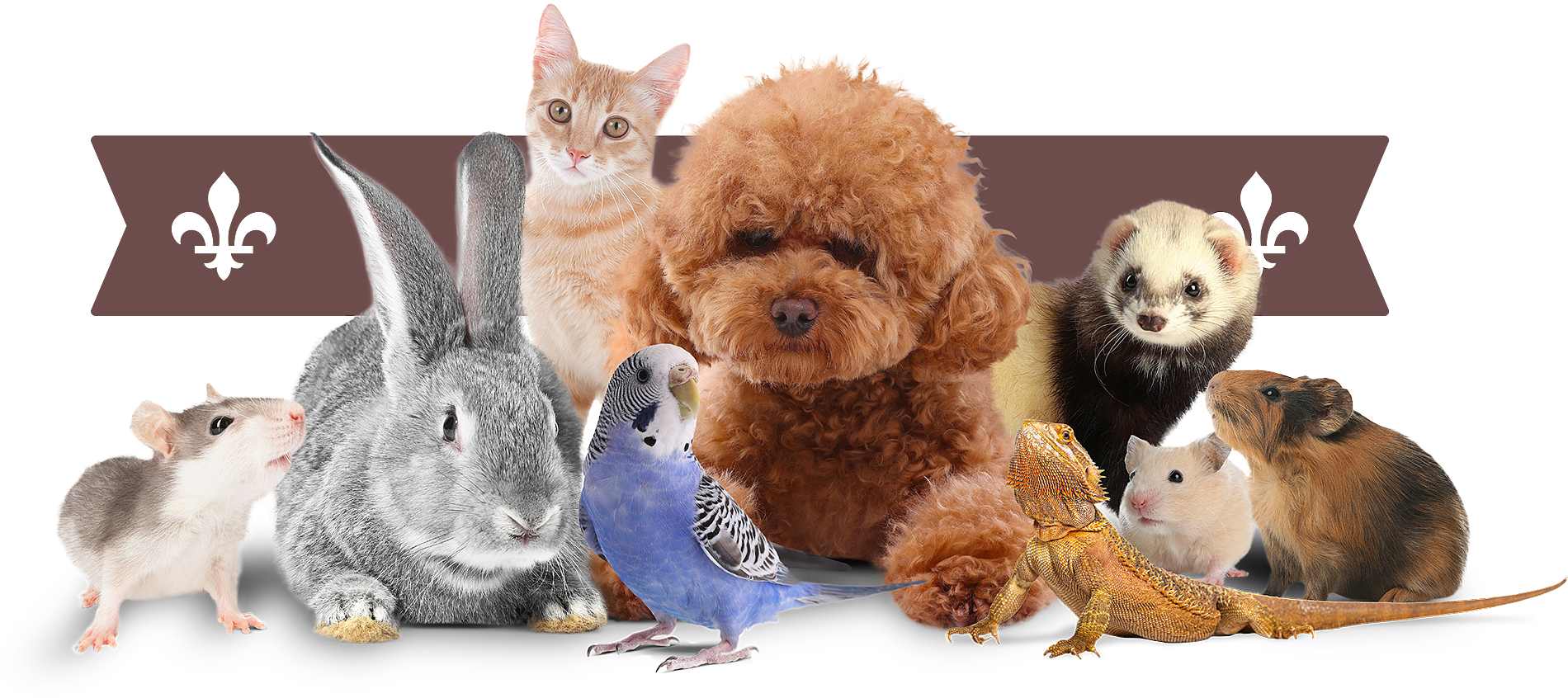 Clinique Vétérinaire Saint-Jude  animaux