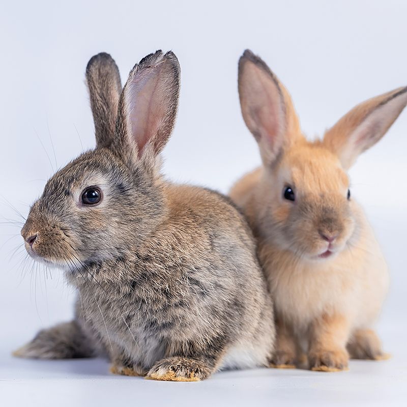Clinique Vétérinaire Saint-Jude  lapin