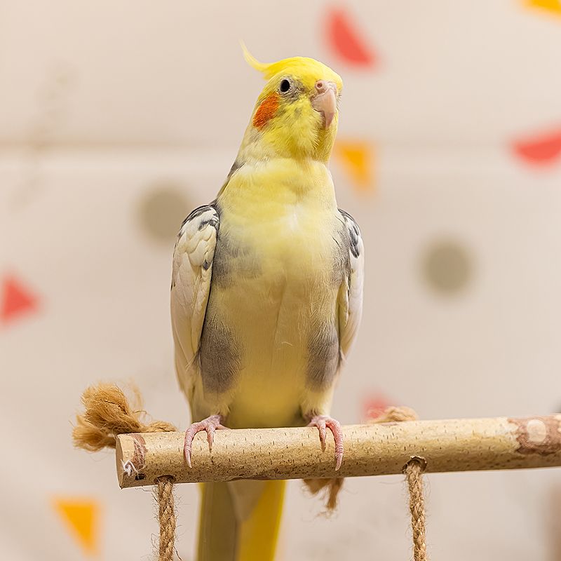 Clinique Vétérinaire Saint-Jude  oiseaux
