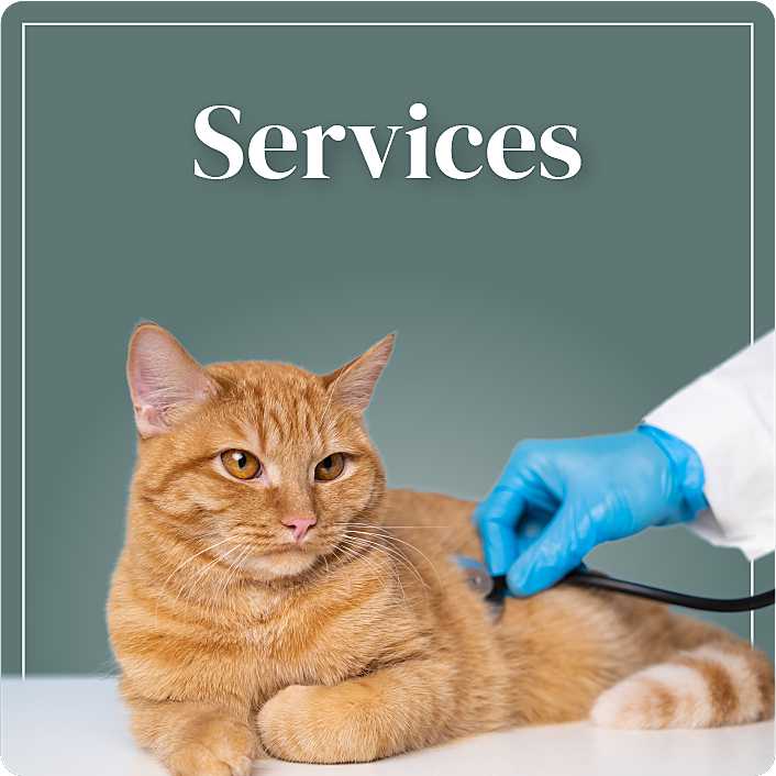 Clinique Vétérinaire Saint-Jude Services lien