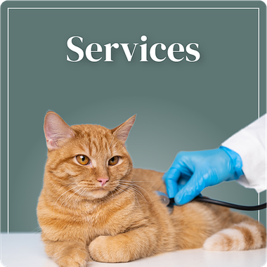 Clinique Vétérinaire Saint-Jude Services lien