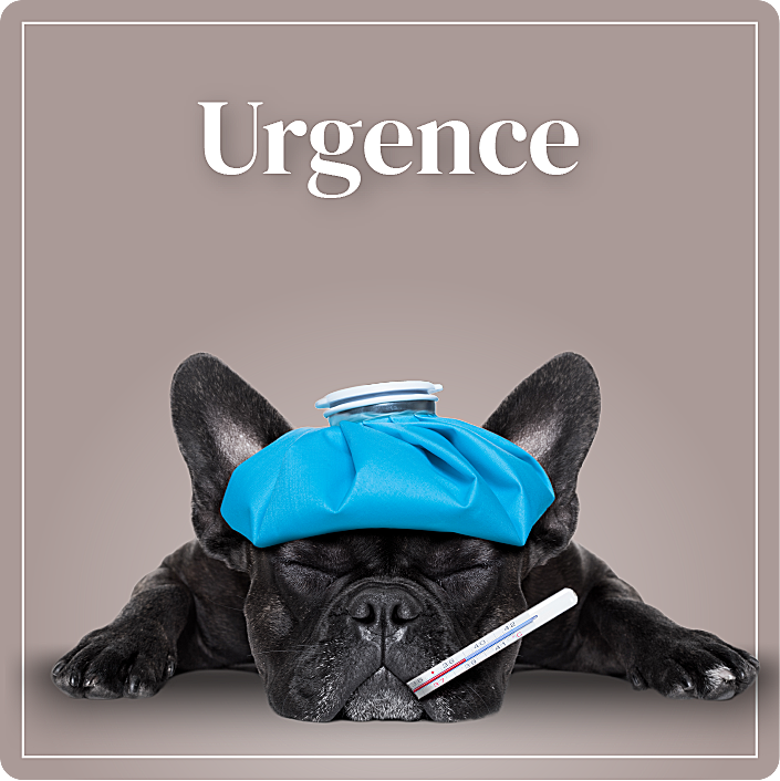 Clinique Vétérinaire Saint-Jude  Urgence lien