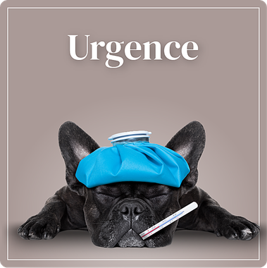 Clinique Vétérinaire Saint-Jude  Urgence lien