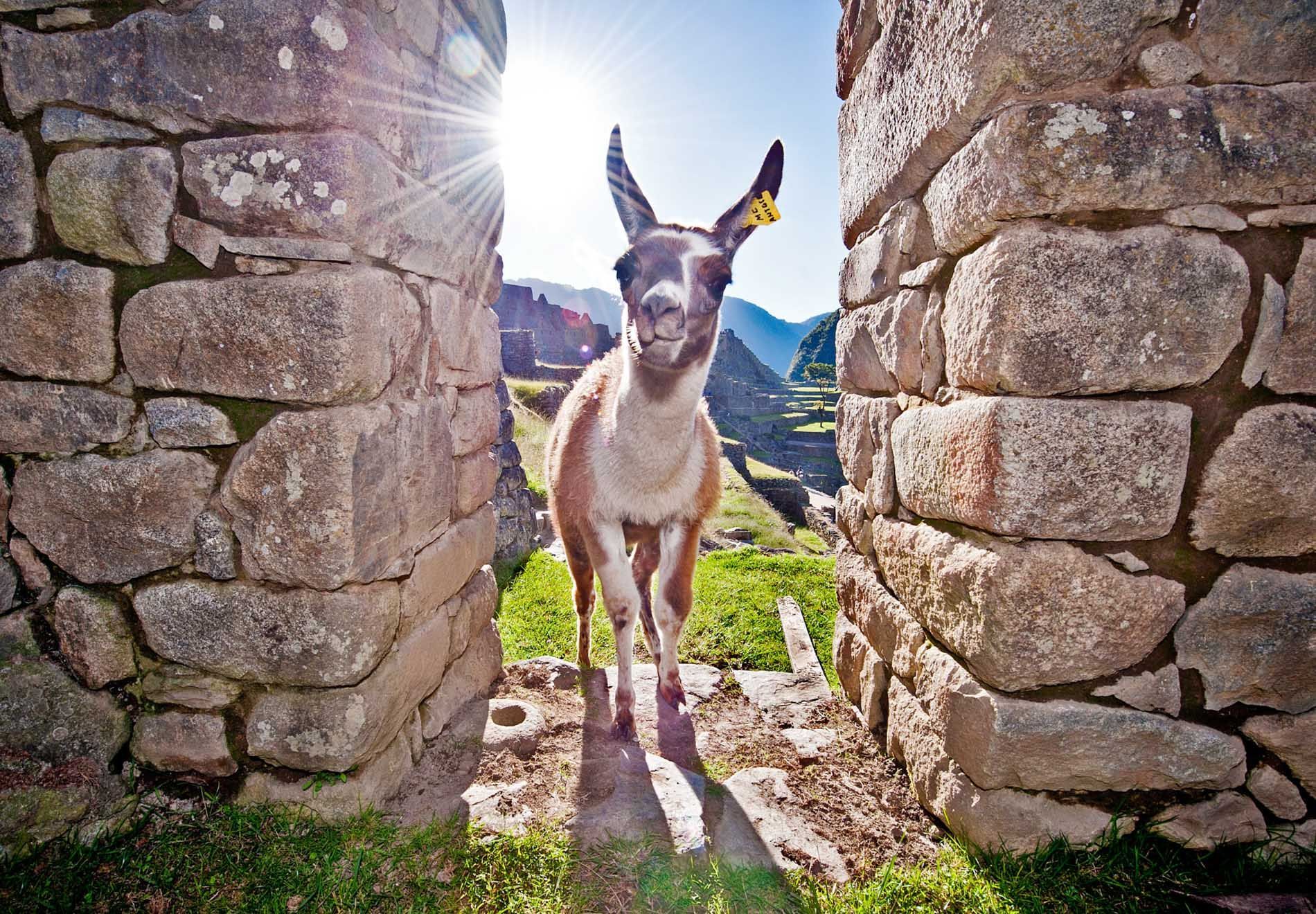 donkey posing for the camera, Machu Picchu, Cuzco Peru, small group travel and food photography tours with Sandlin Gaither Explorer's Club