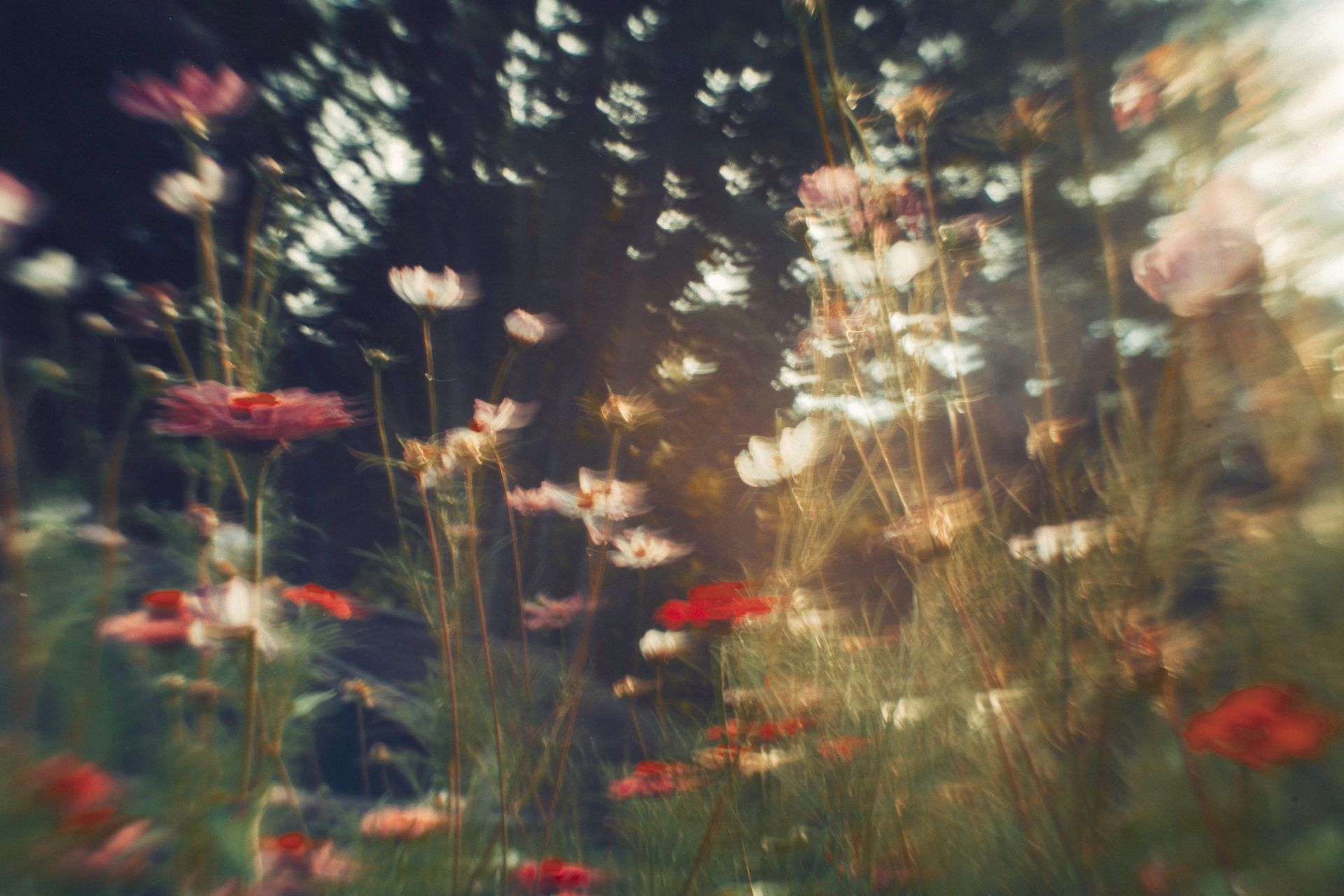 fine art imagery of flowers using experimental lenses by Carolinas Photographer Sandlin Gaither 