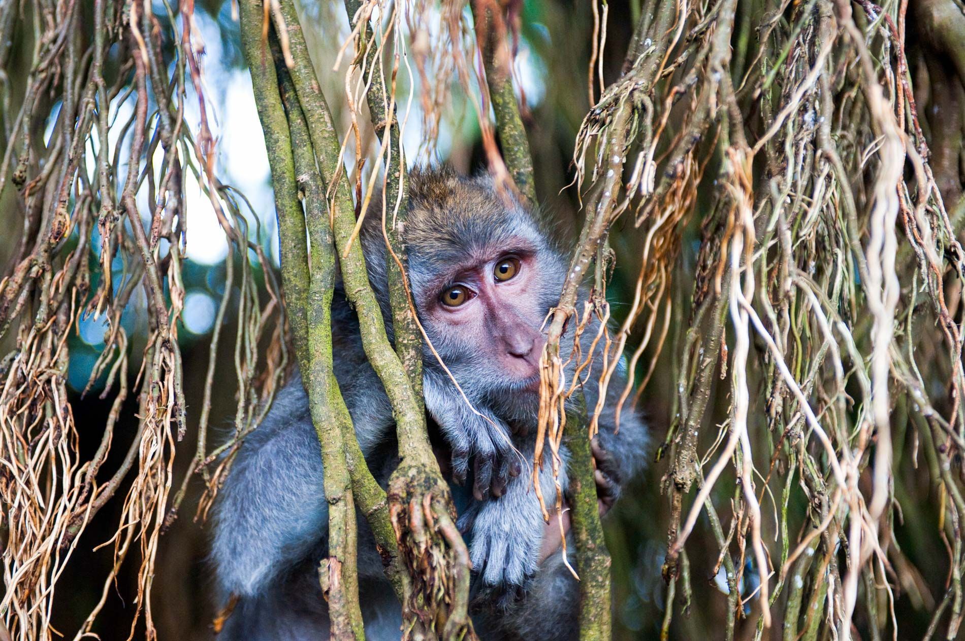monkey portrait, monkey forest, Ubud, Bali, small group travel and food photography tours with Sandlin Gaither Explorer's Club