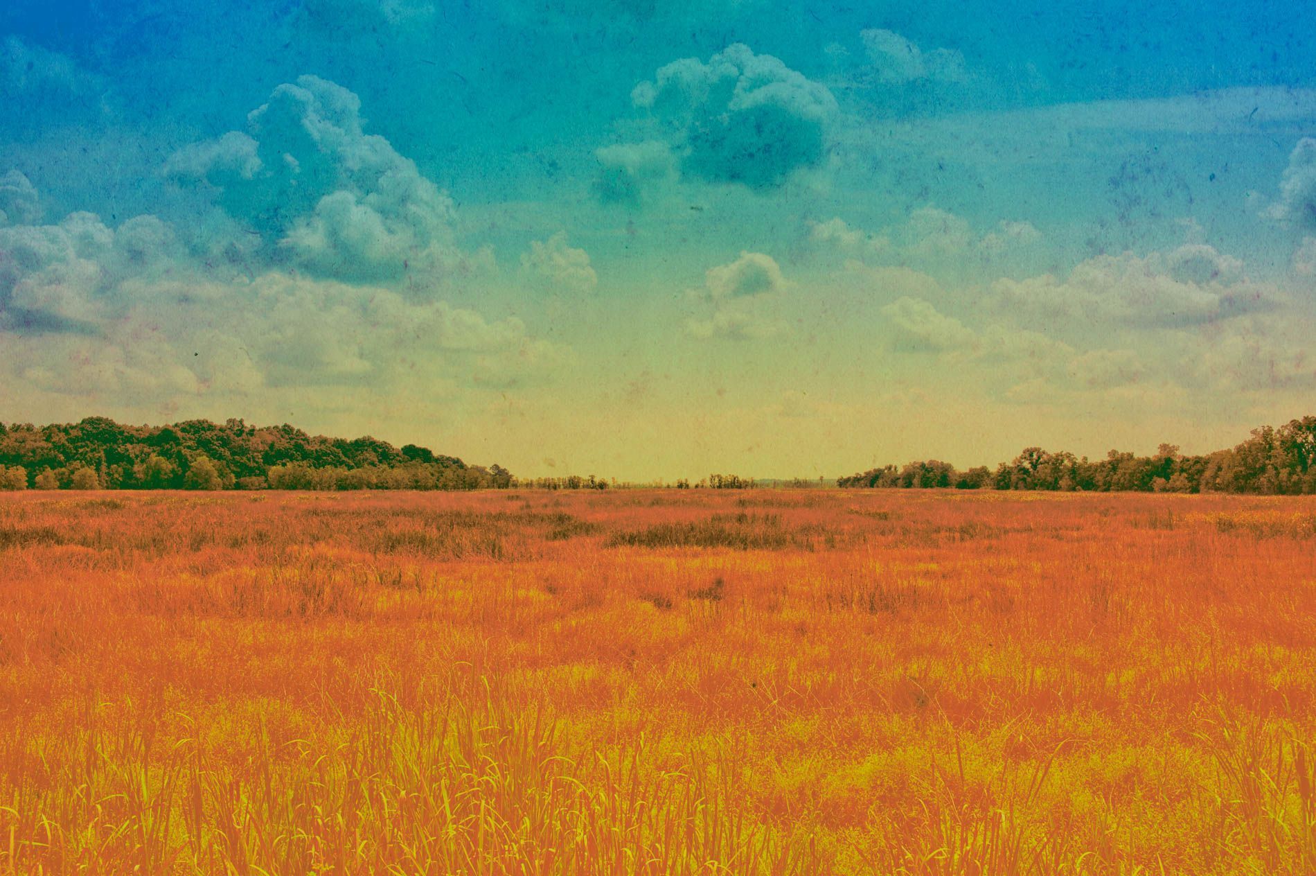 south carolina field, fine art print from asheville nc photographer and artist sandlin gaither 