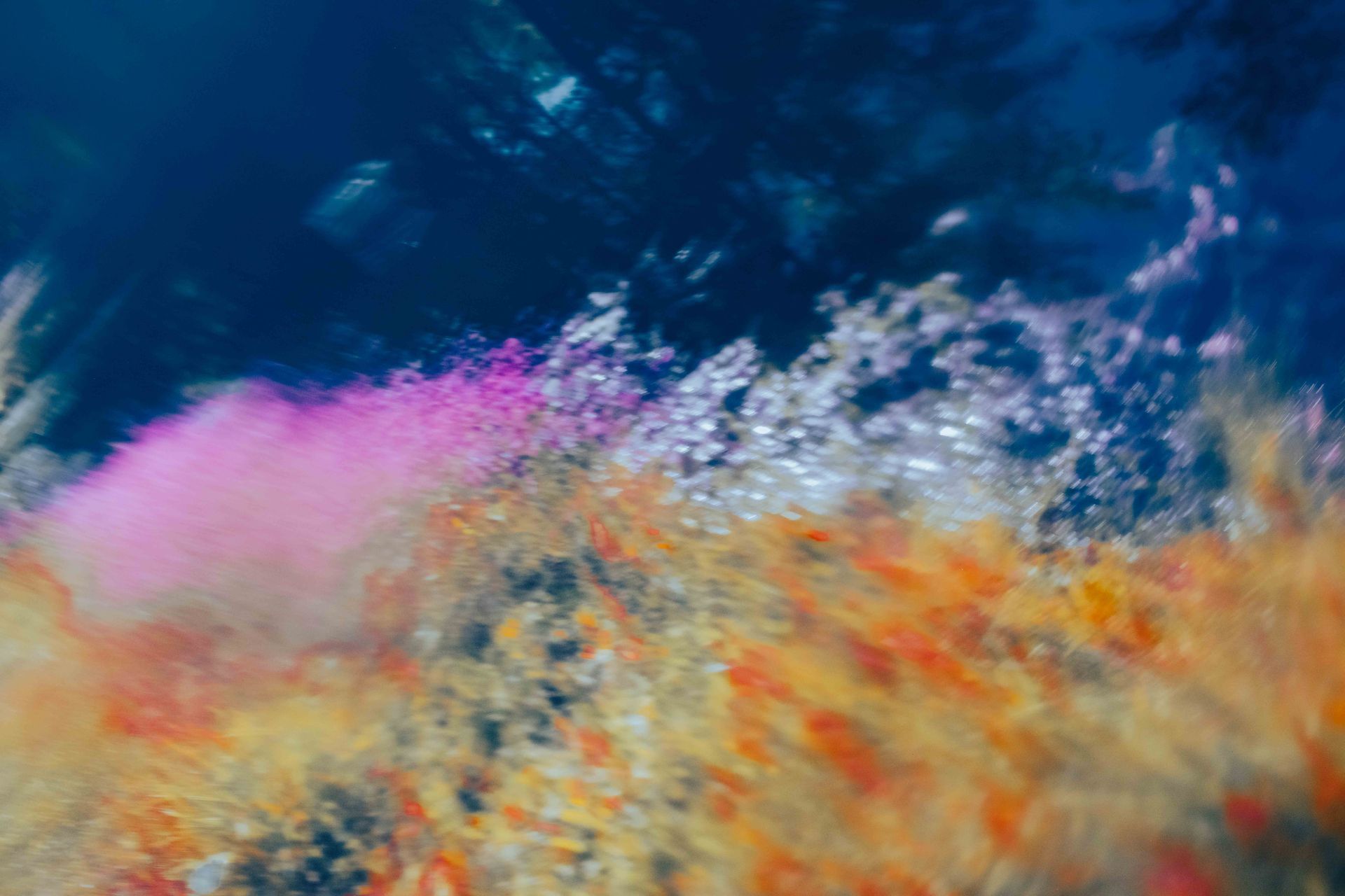 Abstract burst of pink, orange, and blue powder against a dark blue background, fine art prints from ASheville photographer Sandlin Gaither 