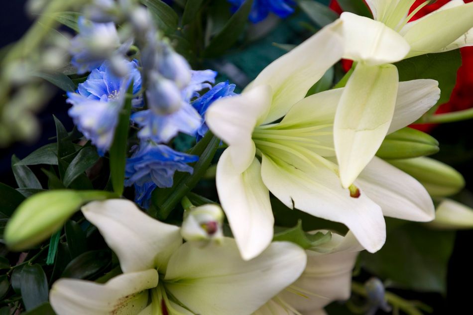 White lilies with blue flowers and green leaves in a close-up bouquet