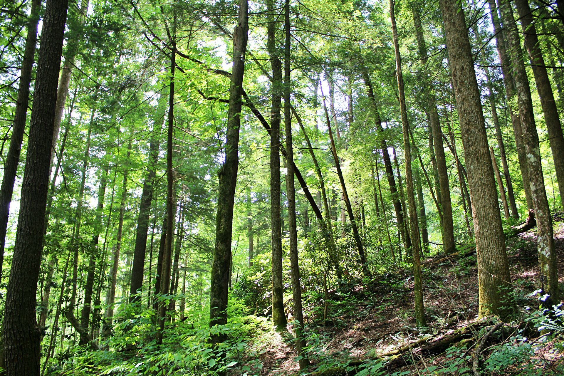 Sunlight filters through tall trees in a green forest.