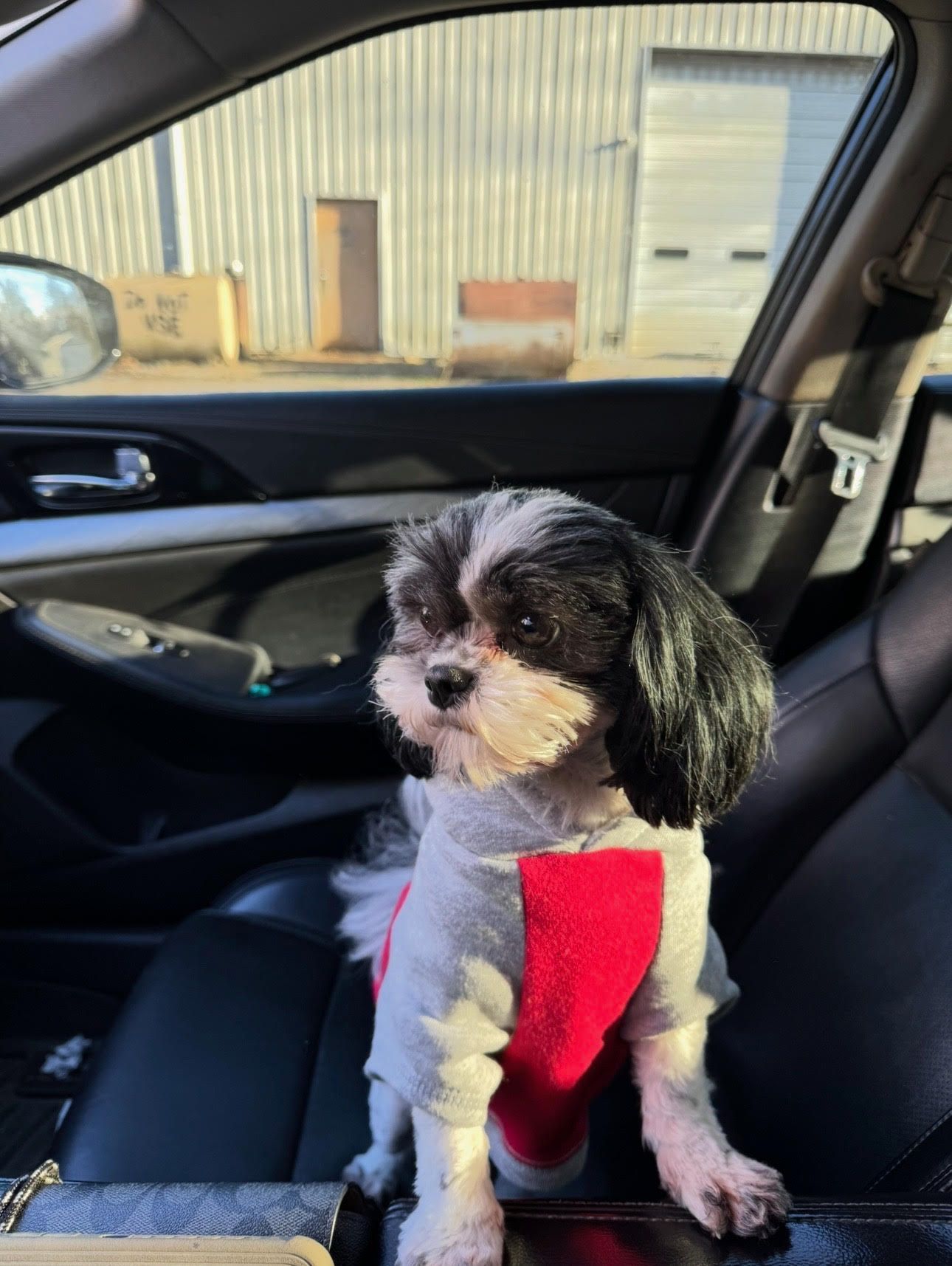 A small black and white dog wearing a santa hat is sitting in the back seat of a car