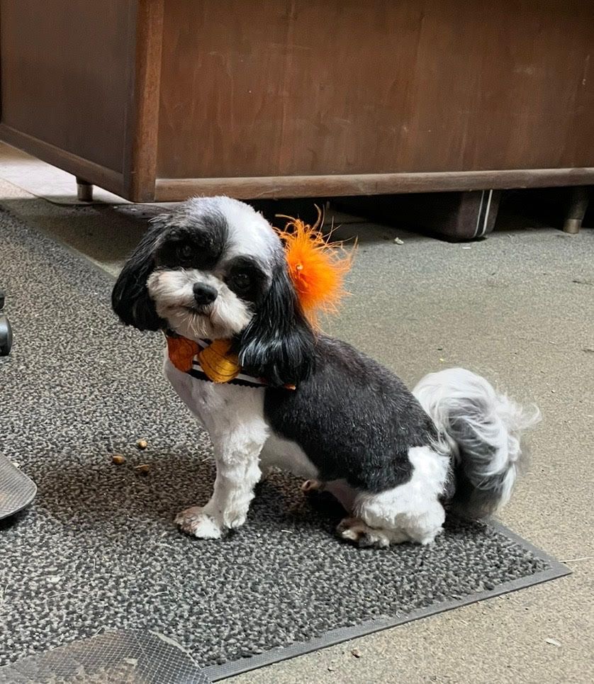 A small black and white dog is sitting on a mat