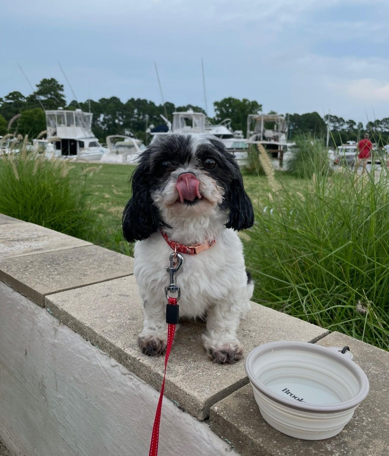 A small black and white dog on a leash next to a bowl of water