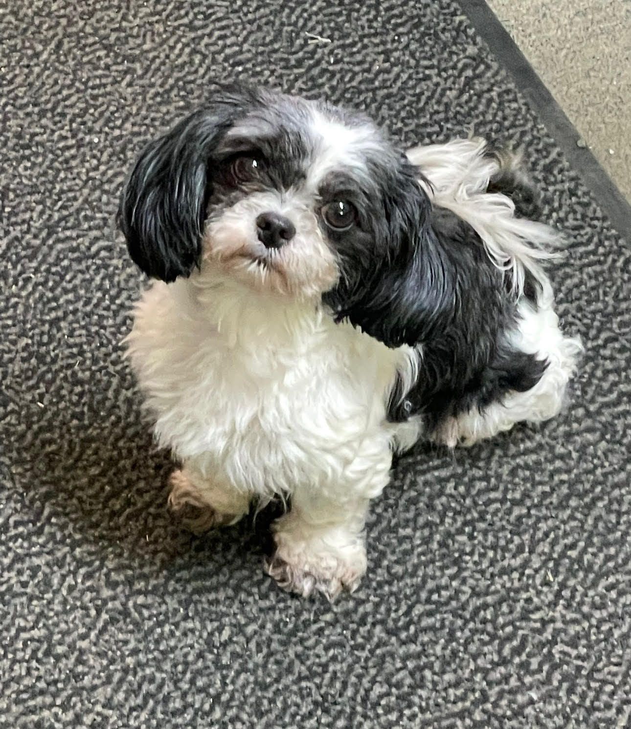 A small black and white dog is sitting on a carpet.