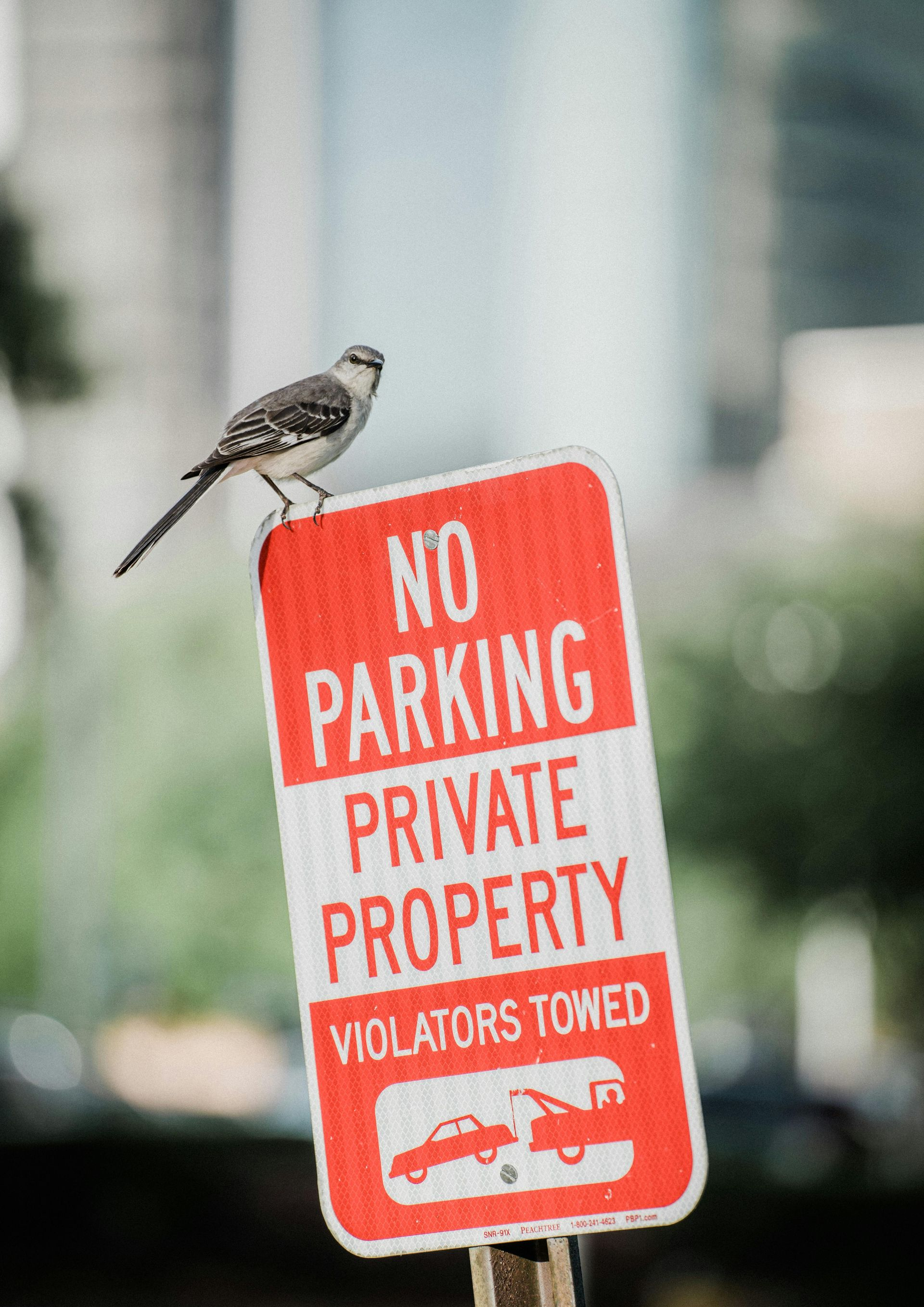 Small bird perched on a red “No Parking Private Property” sign outdoors.