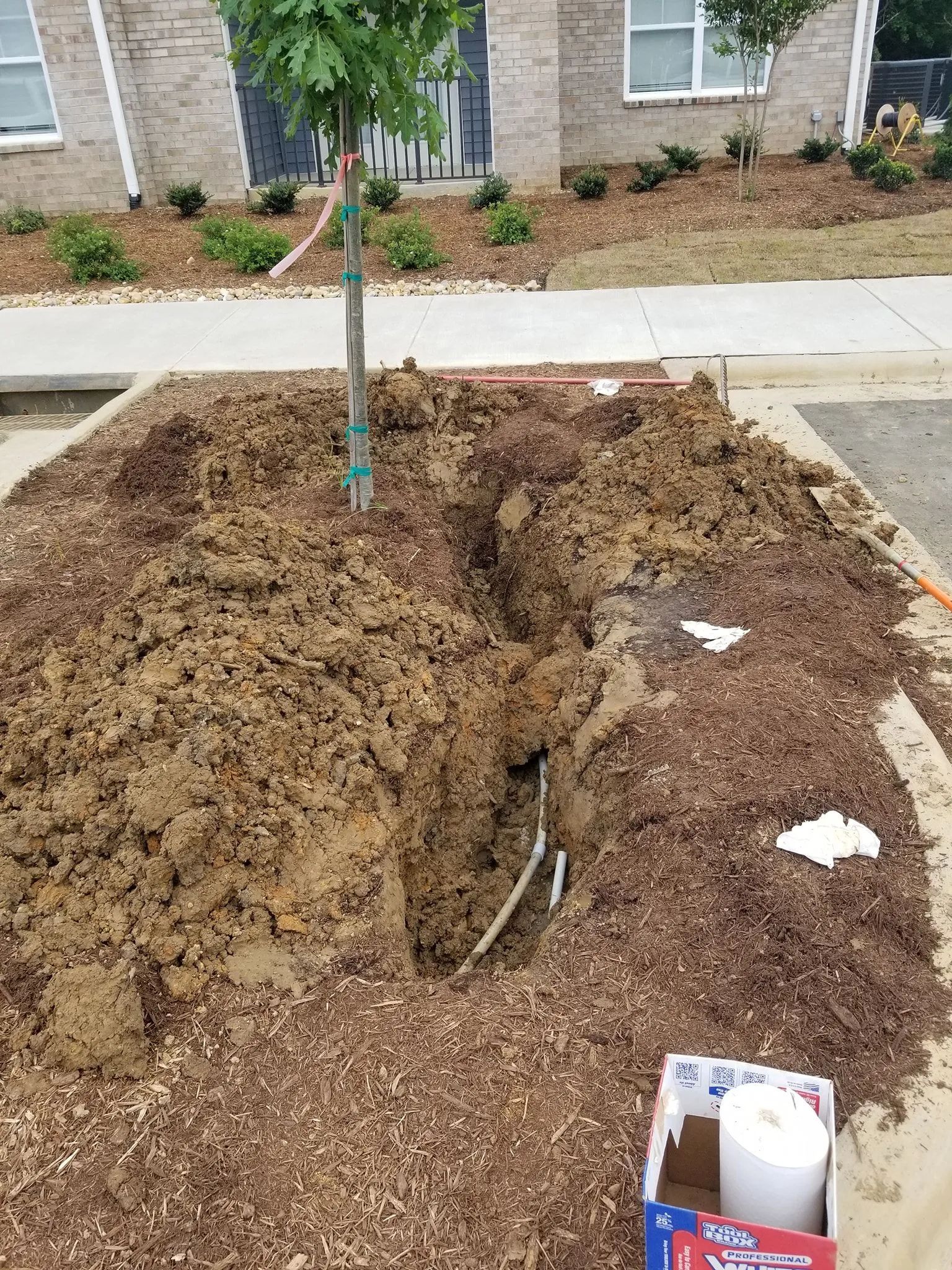 Large backyard excavation around a young tree, with exposed roots and piles of dirt near a sidewalk.