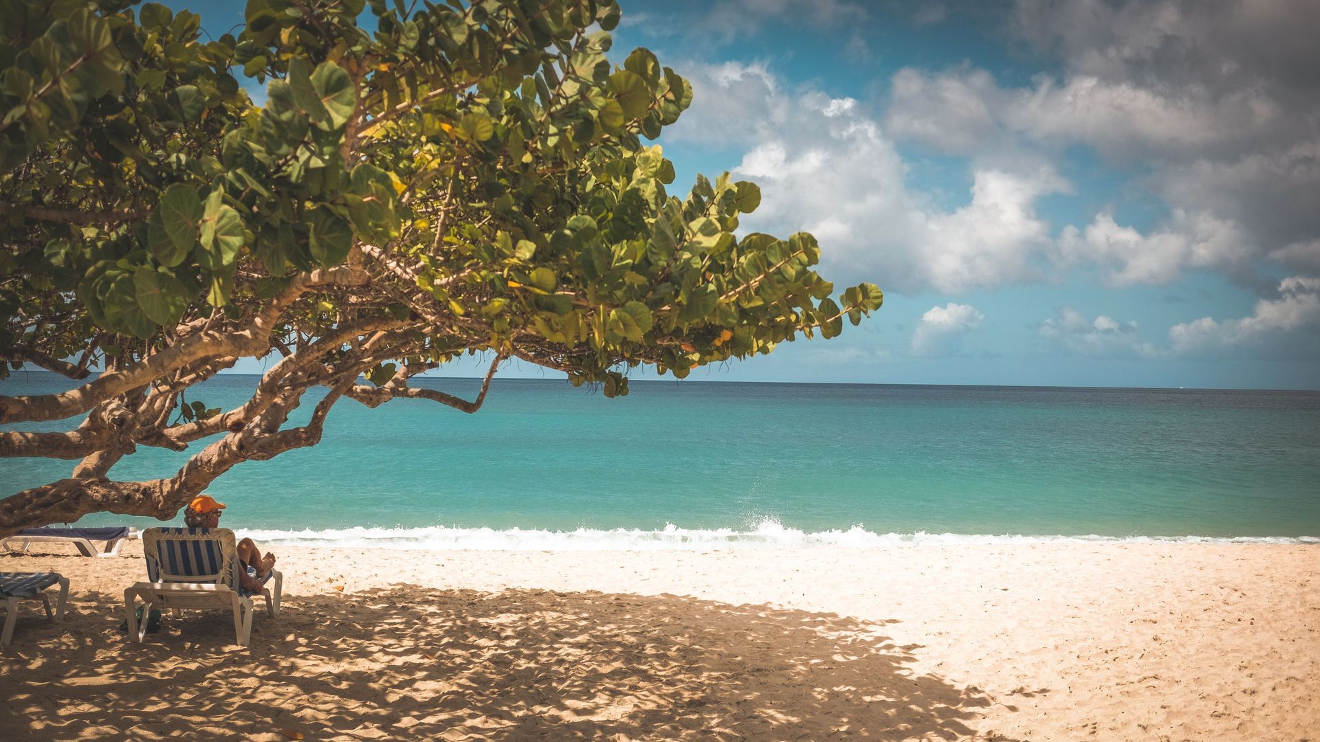Shaded beach with a leaning tree, turquoise water, and cloudy sky