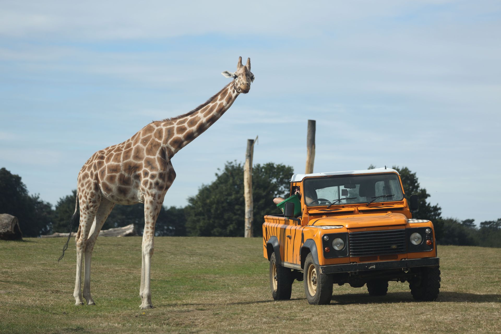 Giraffe standing beside an orange safari vehicle in a grassy field under a blue sky