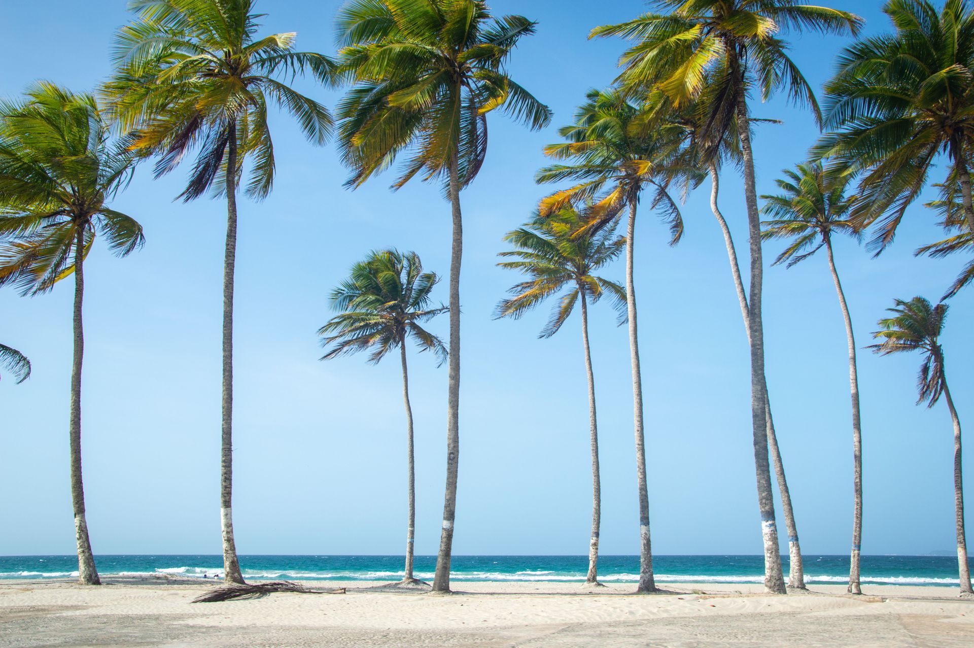 Sandy beach with tall palm trees swaying against a bright blue sky and calm ocean.