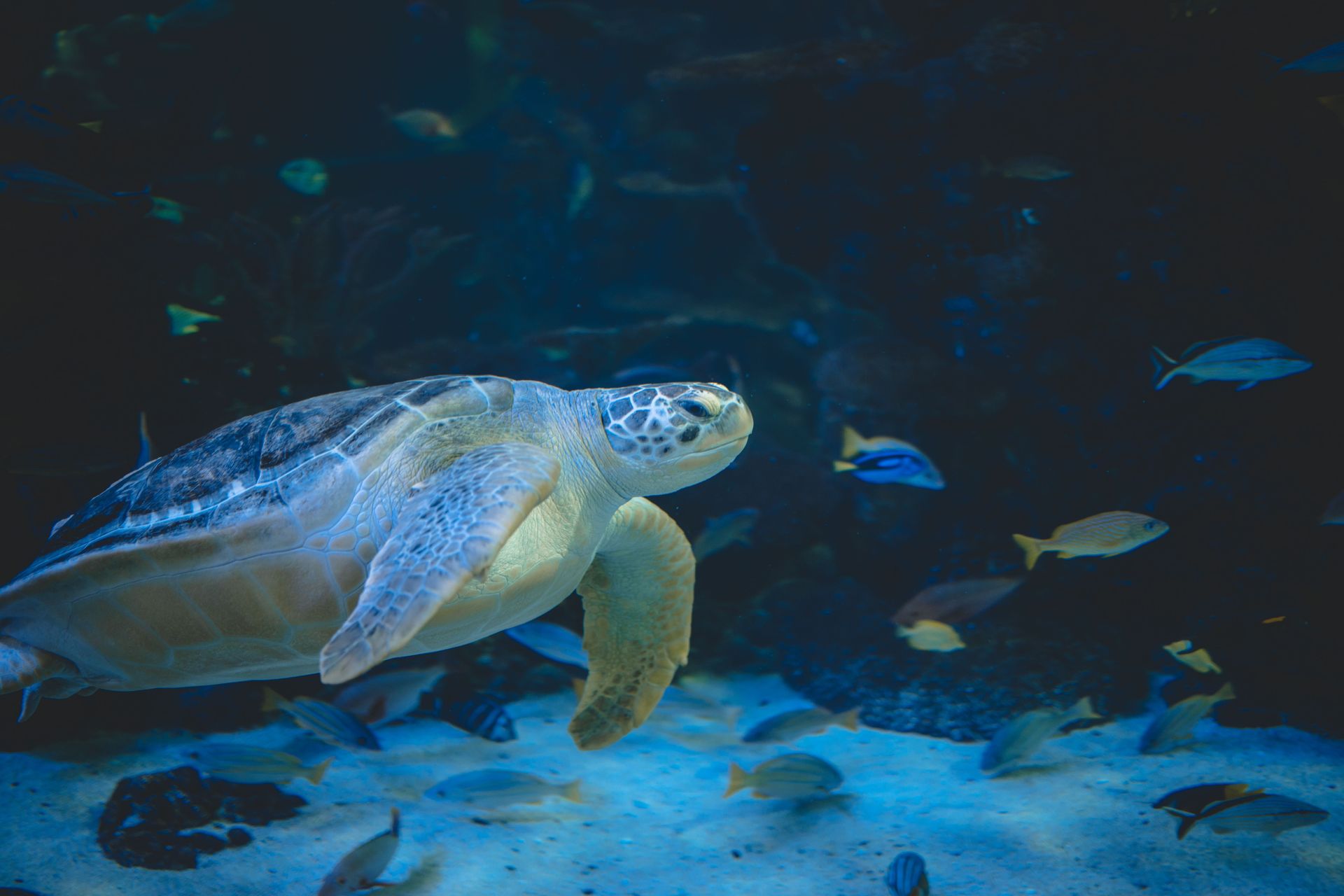 Sea turtle swimming underwater among small fish in a blue ocean tank