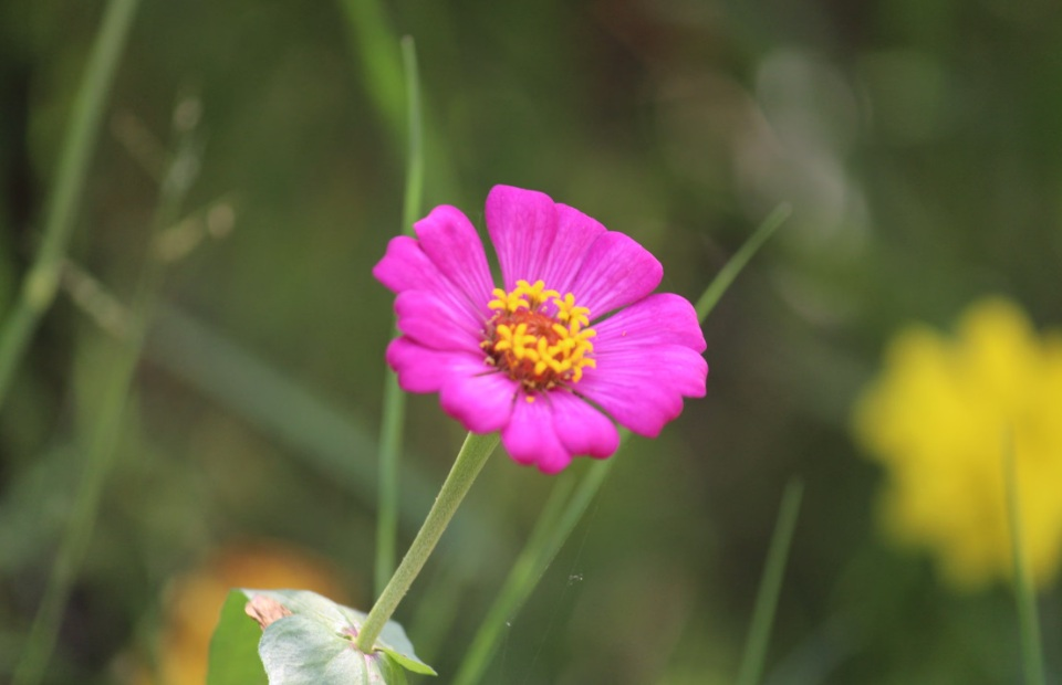 Pink garden flower representing warmth and a comforting sense of home in Port Washington, WI.