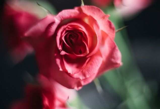 Close-up of a red rose representing cremation services in Port Washington, WI.