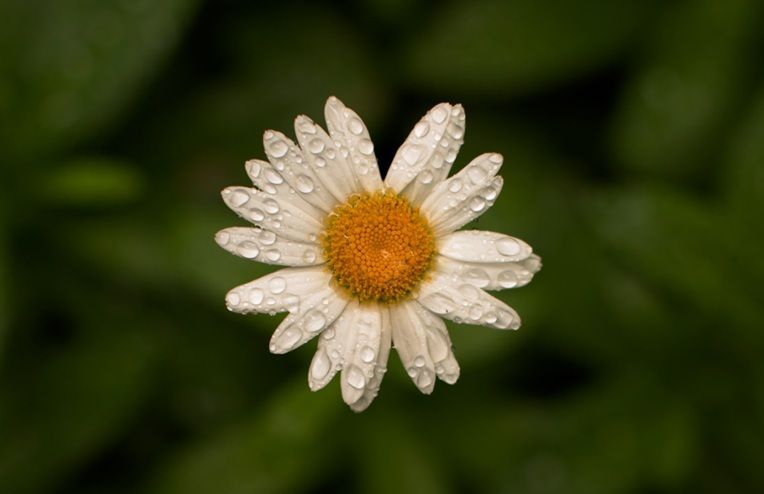White daisy with droplets representing cremation services Grafton, WI.