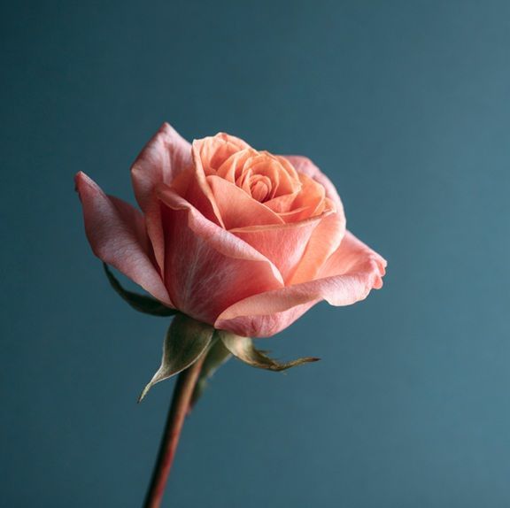 Pink rose symbolizing remembrance in Port Washington, WI.