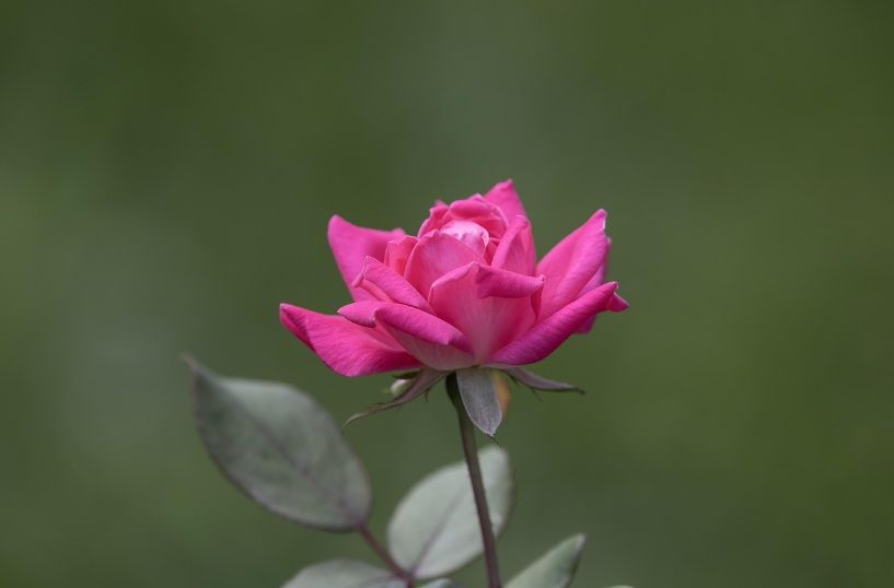 Pink rose representing remembrance during a personal farewell in Grafton, WI.