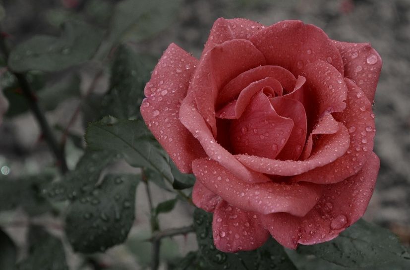 Red rose with water droplets representing lasting memories in Grafton, WI.
