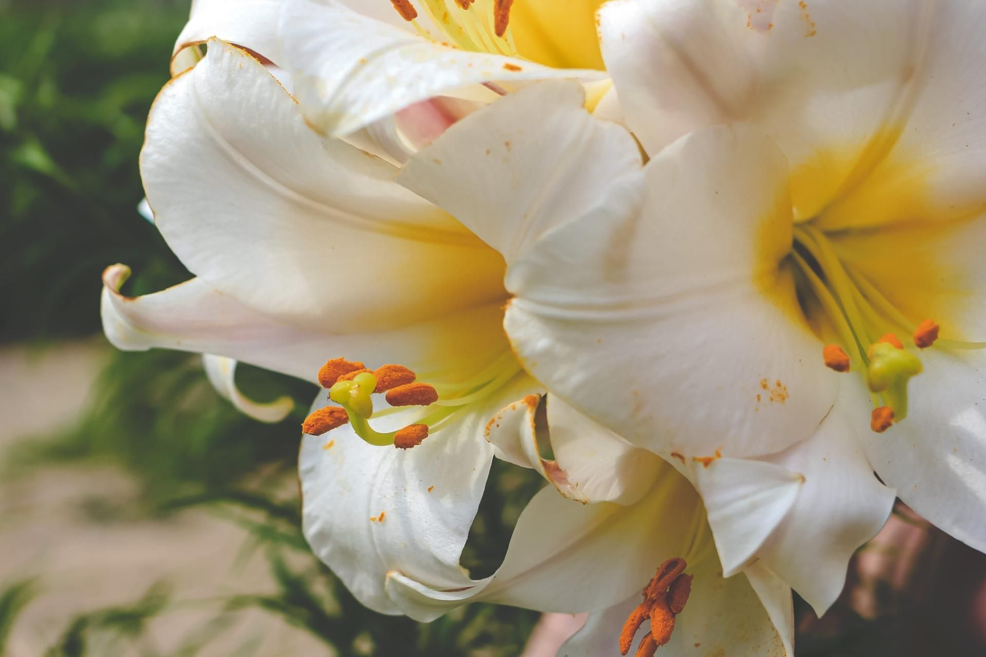 White lily flower in bloom symbolizing peace, remembrance, and a gentle tribute to a loved one