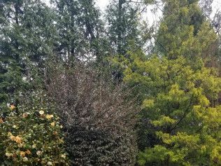 There are many different types of trees in this forest.