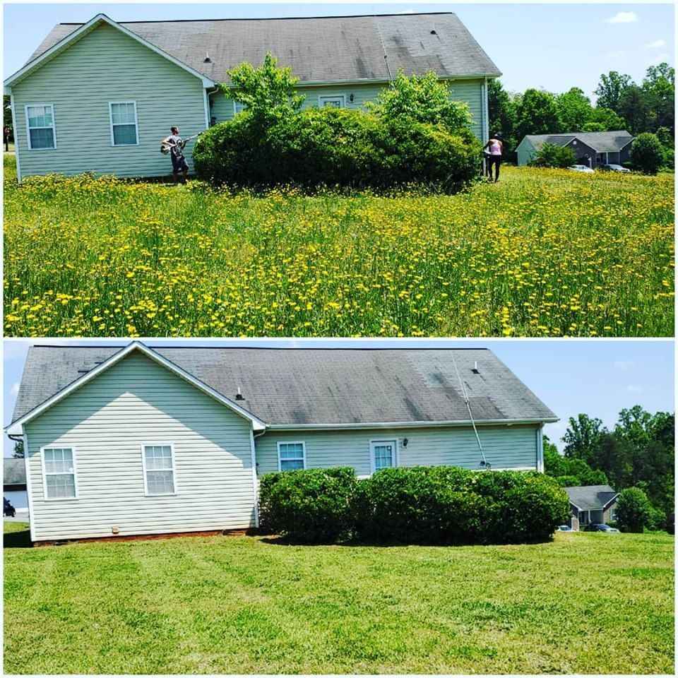 Before-and-after lawn view of a white house with overgrown bushes and yellow wildflowers, then trimmed grass and shrubs