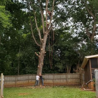 Person standing near a tall tree in a fenced backyard with a small shed and dense greenery.