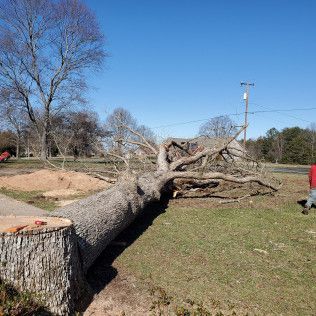 A fallen tree blocks a grassy yard, with a stump in the foreground and blue sky above.