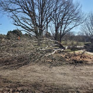 Fallen tree branches piled in a grassy yard beneath a leafless tree on a sunny day