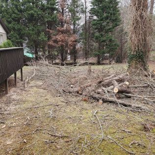 Backyard with fallen branches and logs on mossy ground beside a wooden deck and trees