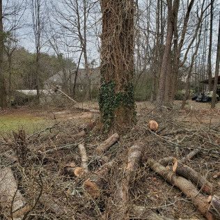 Cut tree logs and branches piled around a large ivy-covered tree in a wooded yard.