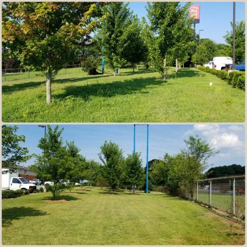 Two views of a grassy park with young trees, a chain-link fence, and blue utility poles on a sunny day