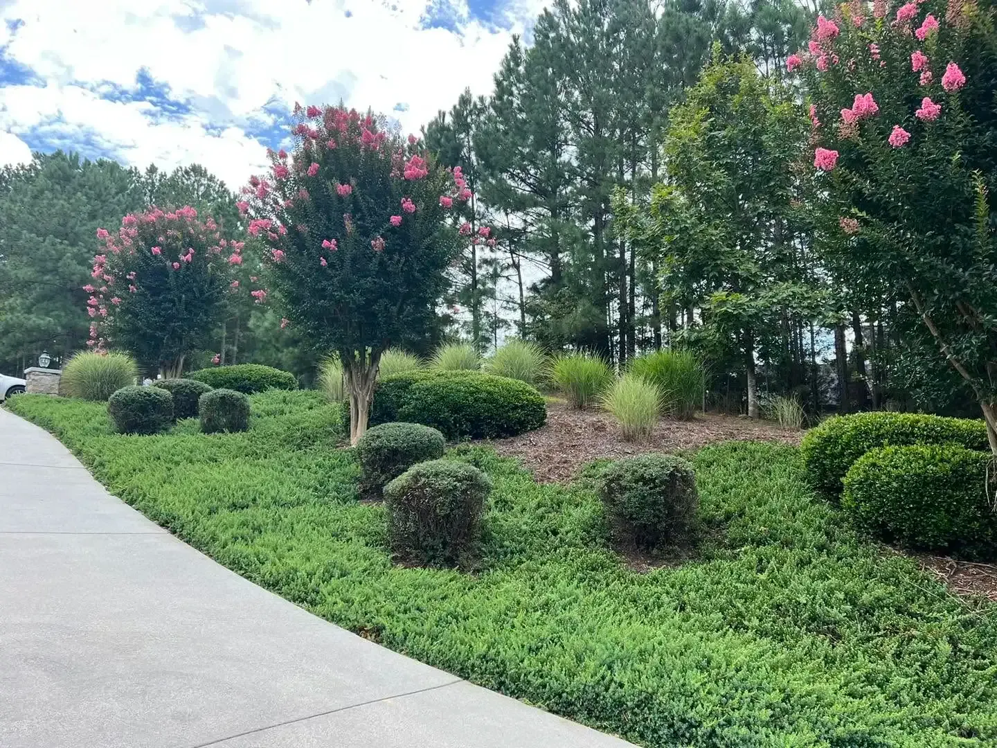 Landscaped sidewalk with trimmed shrubs, pink flowering trees, and tall evergreens under a partly cloudy sky