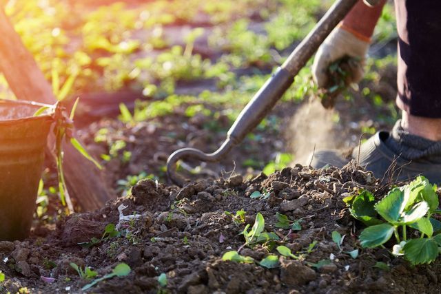 Person using a garden hoe to weed soil in a sunlit garden bed