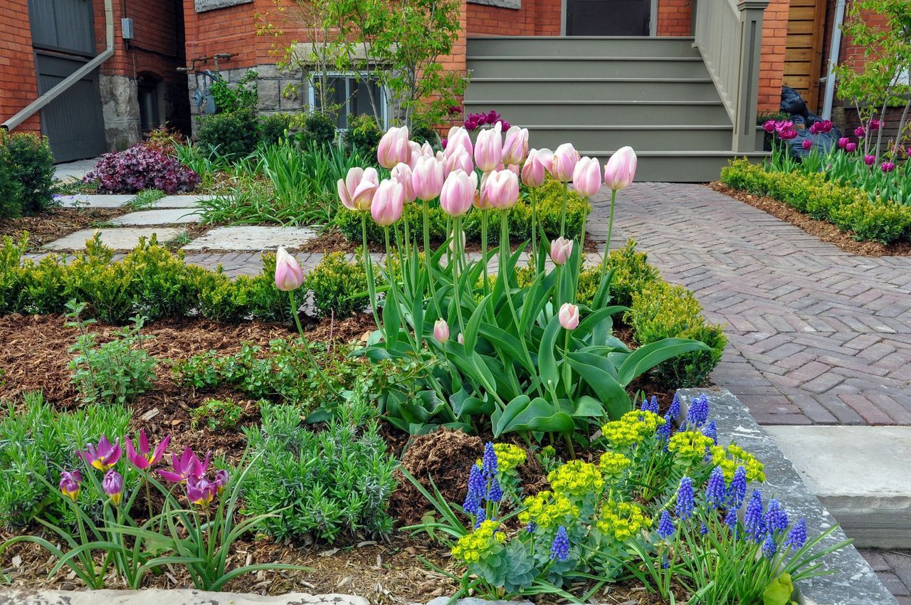 Pink tulips and colorful flowers in a front garden beside a brick walkway and house steps